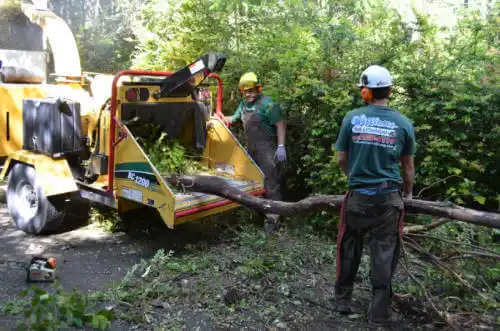 tree services Beaumont